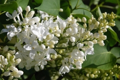 Sierra_Snow_ZB_2