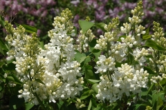 Sierra_Snow_ZB_3