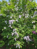 Silver_King_20210428_NYBG_MLD_1