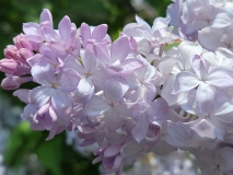 Silver_King_20210428_NYBG_MLD_2