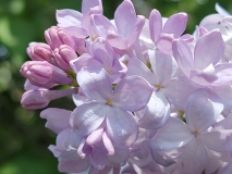 Silver_King_20210428_NYBG_MLD_3