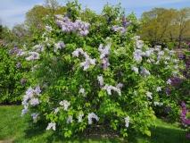 Silver_King_20210428_NYBG_MLD_4