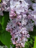 Silver_King_20210428_NYBG_MLD_5