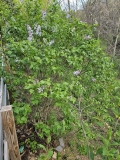 Silver_King_20230415_MLD_MLD