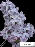 Silver_King_LNT