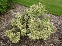 Silvia_leaves_201906_CEF_MLD_1