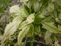 Silvia_leaves_201906_CEF_MLD_2