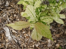 Silvia_leaves_201906_CEF_MLD_3