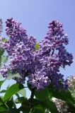 Sinenkii_Skromnyi_Platochek_TP_1
