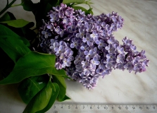 Sinenkii_Skromnyi_Platochek_TP_3