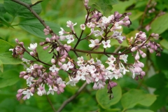 Skinneri
