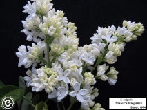 Slaters_Elegance_LNT_2