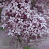 Sleeping_Beauty_2019_LM_CF