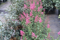 SMNJRPI (Bloomerang Dwarf Pink)