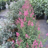 SMNJRPI_Bloomerang_Dwarf_Pink_202005_MI_TW_1