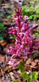 SMNJRPI_Bloomerang_Dwarf_Pink_Oct_2020_MLD_MLD