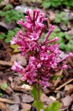 SMNJRPI_Dwarf_Pink_2020_MLD_MLD