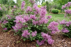 SMNJRPU (Bloomerang Dwarf Purple)