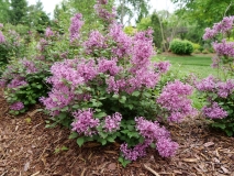 SMNJRPU_Bloomerang_Dwarf_Purple_202005_MI_TW_1