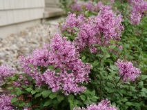 SMNJRPU_Bloomerang_Dwarf_Purple_202005_MI_TW_2