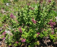 SMNJRPU_Bloomerang_Dwarf_Purple_20220509_MLD_MLD