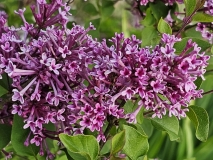 SMNJRPU_Bloomerang_Dwarf_Purple_20230505_MLD_MLD