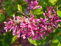 SMNJRPU_Bloomerang_Dwarf_Purple_20240420_MLD_MLD