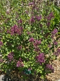 SMNJRPU_Bloomerang_Dwarf_Purple_20240422_MLD_MLD