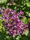 SMNJRPU_Bloomerang_Dwarf_Purple_20240422_MLD_MLD_2