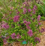 SMNJRPU_Bloomerang_Dwarf_Purple_20240424_MLD_MLD