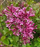 SMNJRPU_Bloomerang_Dwarf_Purple_20240424_MLD_MLD_2