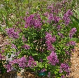 SMNJRPU_Bloomerang_Dwarf_Purple_20240427_MLD_MLD