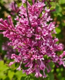 SMNJRPU_Bloomerang_Dwarf_Purple_20240427_MLD_MLD_2