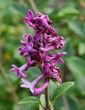 SMNJRPU_Bloomerang_Dwarf_Purple_20240721_MLD_MLD