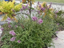 SMNJRPU_Bloomerang_Dwarf_Purple_rebloom_20221008_Ontario_Canada_Margaret_Walton