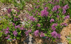 SMNJRPU_Bloomerang_Dwarf_Purple_right_vs_GARlisabzar_Be_Right_Back_left_20240427_MLD_MLD_1