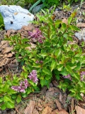 SMNJRPU_Bloomerang_dwarf_purple_20200510_MLD_MLD