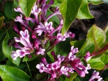 SMNJRPU_Bloomerang_dwarf_purple_20200510_MLD_MLD_2