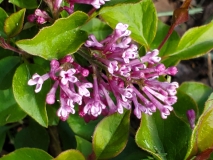 SMNJRPU_Bloomerang_dwarf_purple_20200510_MLD_MLD_3