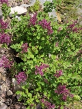 SMNJRPU_Bloomerange_Dwarf_Purple_20210430_MLD_MLD_1