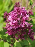 SMNJRPU_Bloomerange_Dwarf_Purple_20210430_MLD_MLD_2
