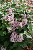 SMNSDTP_Baby_Kim_SpringMeadow-National_Garden_Bureau