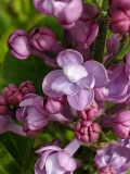 SMNSHBBL_Scentara_Double_Blue_20200414_MLD_MLD_1