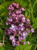 SMNSHBBL_Scentara_Double_Blue_20200414_MLD_MLD_2