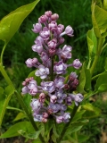 SMNSHBBL_Scentara_Double_Blue_20200418_MLD_MLD_1