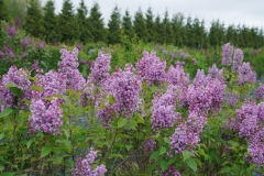 SMNSHBBL_Scentara_Double_Blue_202005_MI_TW_2
