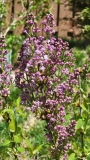 SMNSHBBL_Scentara_Double_Blue_20210409_MLD_MLD_1
