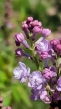 SMNSHBBL_Scentara_Double_Blue_20210409_MLD_MLD_2