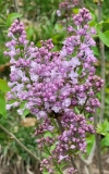 SMNSHBBL_Scentara_Double_Blue_20210410_MLD_MLD_1