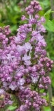 SMNSHBBL_Scentara_Double_Blue_20210410_MLD_MLD_2